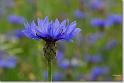 sized_Centaurea cyanus_20080607_03